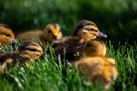 Ducklings Fine Art Print