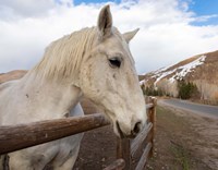 On the Ranch Fine Art Print