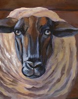 Barn Sheep Fine Art Print