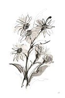 Daisy I Fine Art Print