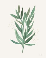 Leaf and Stem VI Fine Art Print