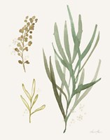 Leaf and Stem III Fine Art Print