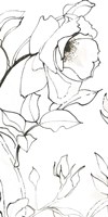 Sketch of Roses Panel II Fine Art Print