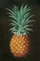 Vintage Pineapple II Framed Print