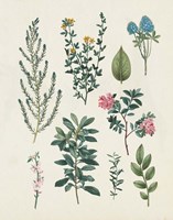 Victorian Garden VI Light Fine Art Print