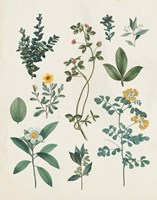 Victorian Garden V Light Fine Art Print