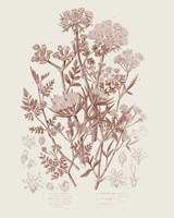 Flowering Plants IV Brown Framed Print