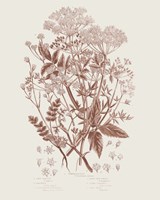 Flowering Plants I Brown Fine Art Print