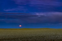 Harvest Moon Rising, Alberta, Canada Fine Art Print