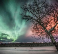 Northern Lights and Bare Tree, Yukon River, Yukon, Canada Fine Art Print