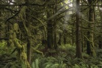 Forest in British Columbia, Canada Fine Art Print