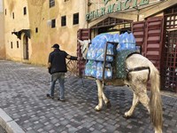 Mule Carrying Water, Through the Medina in Fes, Morocco, Africa Fine Art Print