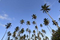 Low Angle View Of a Group Of Palm Trees in Kauai, Hawaii Fine Art Print