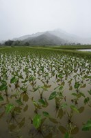 Taro Field in Hanalei National Wildlife Refuge Fine Art Print
