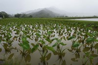 Taro Field in Hanalei National Wildlife Refuge, Kauai, Hawaii Fine Art Print