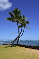 Palm Trees on the Coast Of Hauula, Oahu, Hawaii Fine Art Print