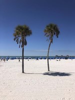 Palm Trees, Clearwater Beach, Florida Fine Art Print