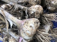 Freshly Harvested Garlic Bulbs, Close-Up Fine Art Print