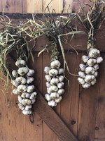 Garlic Braids Hanging on a Barn Door Fine Art Print