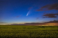 Comet NEOWISE Over a Ripening Canola Field Fine Art Print