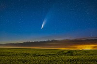 Comet NEOWISE Over a Ripening Canola Field in Southern Alberta Fine Art Print
