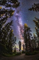 The Summer Milky Way With Through Pine Trees Fine Art Print