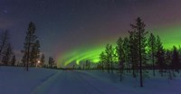 Northern Lights in Lapland Forest, Finland Fine Art Print