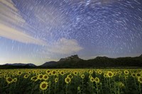 Star Trails Among the Passing Clouds Above a Sunflower Filed Near Bangkok, Thailand Fine Art Print