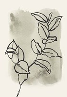 Branch Sketch Fine Art Print