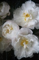 Paris Bloom - Market Flowers Fine Art Print