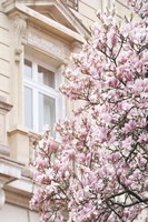 Pink Spring Magnolias in Paris Fine Art Print