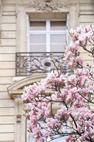 Spring Magnolias in Paris Fine Art Print
