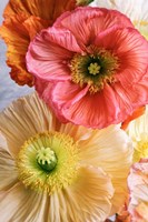 Spring Poppies Fine Art Print