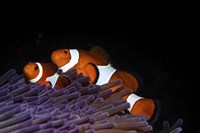 Two Clownfish in Their Anemone Home Fine Art Print