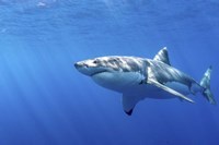 Great White Shark in Guadalupe Mexico Fine Art Print