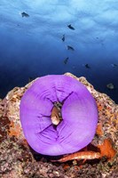 A Clownfish Peeks Out From a Purple Anemone Fine Art Print