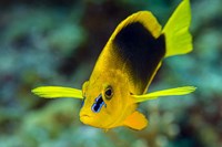 A Shy Hamlet Fine Art Print