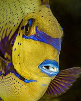Head Shot Of a Surgeonfish Fine Art Print