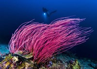 Reef Scene With Diver in Kimbe Bay, Papua New Guinea Fine Art Print