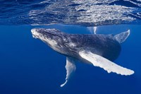 Humpback Whale Calf Playing At the Surface Fine Art Print