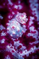 Red Bargabanti Pygmy Seahorse 1 Fine Art Print