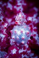 Red Bargabanti Pygmy Seahorse 2 Fine Art Print