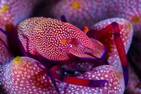 Emperor Shrimp On a Sea Cucumber Fine Art Print