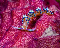 Caloria Indica Nudibranch Fine Art Print