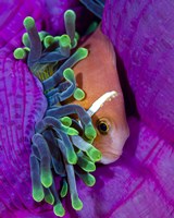 A Maldive Anemonefish Finding Comfort in Its Anemone Fine Art Print
