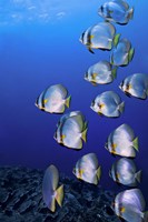 Schooling Circular Batfish, Indonesia Fine Art Print