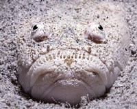 Stargazer Fish Sits Buried in the Sand Waiting For Prey Fine Art Print