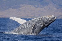 Breaching Humpback Whale, Off the Coast Of Hawaii Fine Art Print