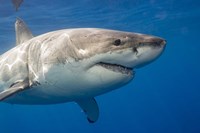 A Great White Shark Fine Art Print