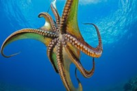 Day Octopus Fine Art Print